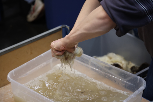 Picture: Education programme Wool