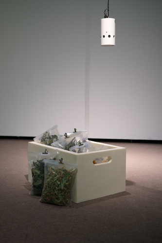 Picture: Imaginary Gardens with Real Toads in Them