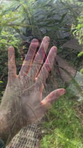 Bild:  video stills