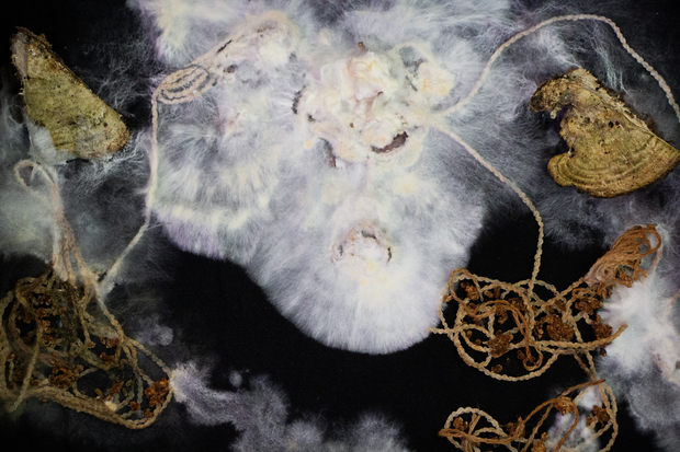 Bild:  Education programme Mycelium