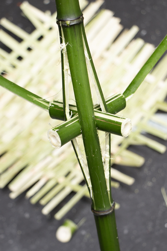 Picture: Education programme Invasive plants