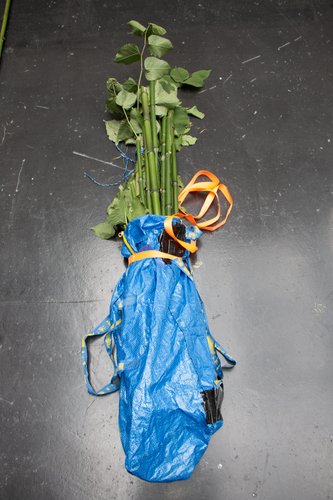 Picture: Education programme Invasive plants