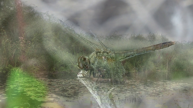 Picture: video stills