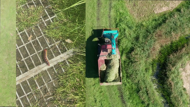 Picture: video stills