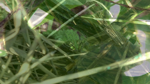 Bild:  video stills