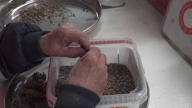 Picture: Rote Saat