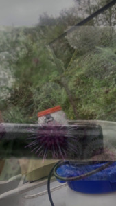 Picture: video stills