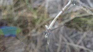 Bild:  video stills