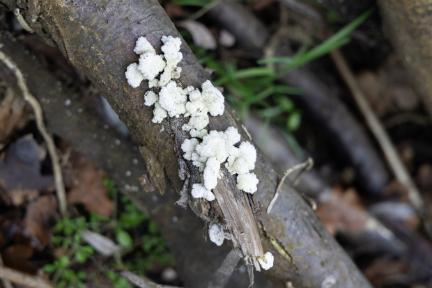 Picture: Education programme Mycelium
