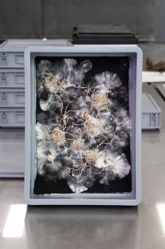 Bild:  Education programme Mycelium