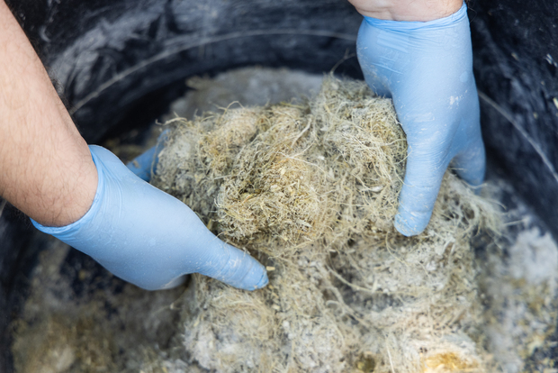 Picture: Education programme Hemp