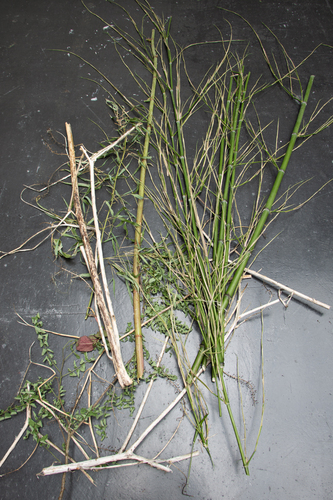 Bild:  Education programme Invasive plants