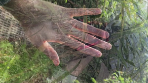 Bild:  video stills
