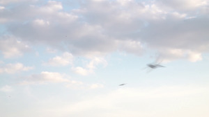 Picture: video stills