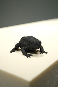 Bild:  Imaginary Gardens with Real Toads in Them